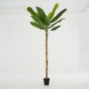 Flamant Banana Tree, Plant Online