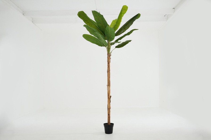 Flamant Banana Tree, Plant Online