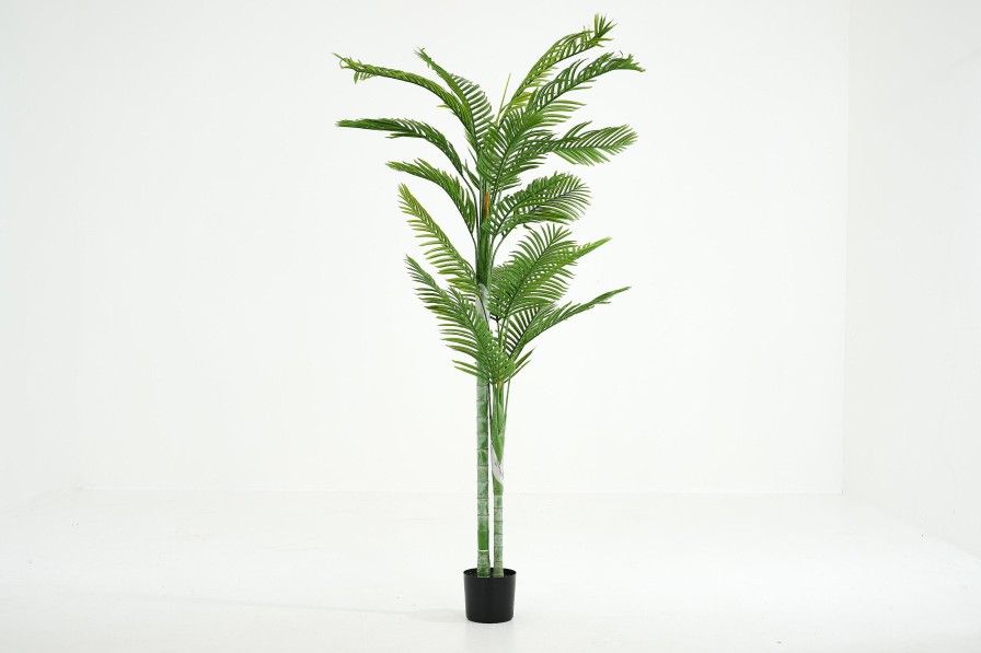 Flamant Betel Palm, Plant Online