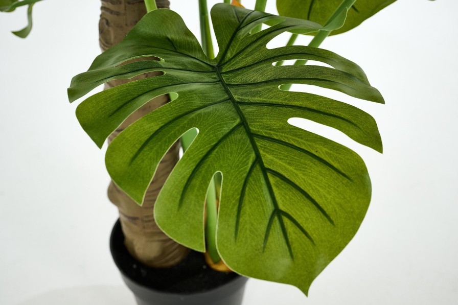 Flamant Monstera Plant, Plant Best