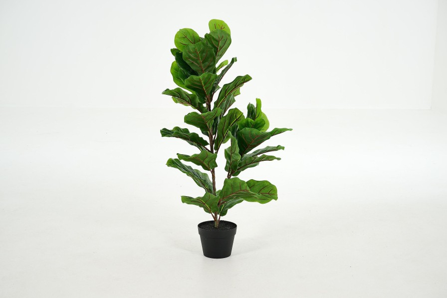 Flamant Fiddle Leaf Fig, Plant New