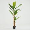 Flamant Banana Tree, Plant Hot