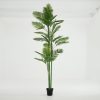 Flamant Areca Palm, Plant New