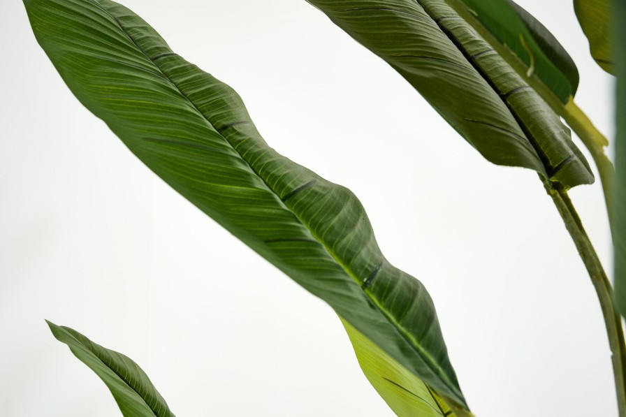 Flamant Banana Tree, Plant Hot