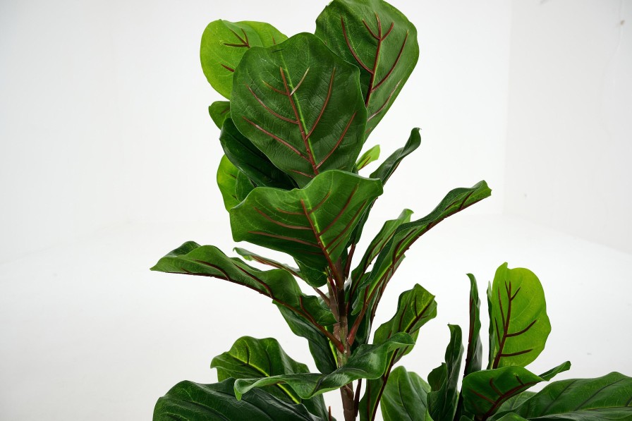 Flamant Fiddle Leaf Fig, Plant New